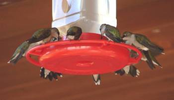 Hummingbirds Feeding